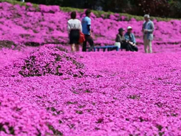 芝櫻花海